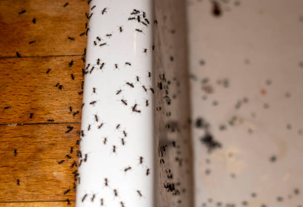 Best Insect Control  in Marceline, MO